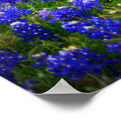 Texas Bluebonnet Poster (Ecke)