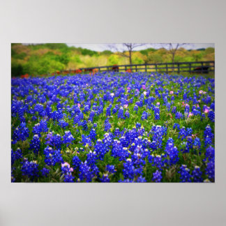 Texas Bluebonnet Poster
