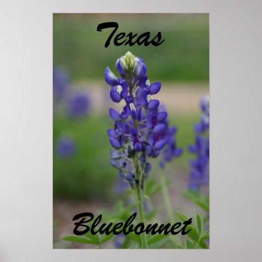 Texas, Bluebonnet Poster (Vorne)