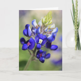 Texas Bluebonnet Poster Karte