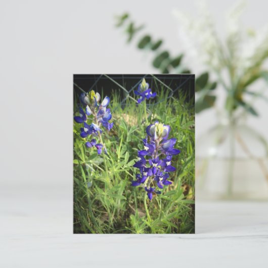 Texas Bluebonnet Postkarte (Stehend Vorderseite)