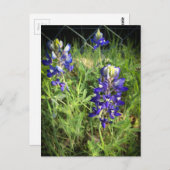 Texas Bluebonnet Postkarte (Vorne/Hinten)