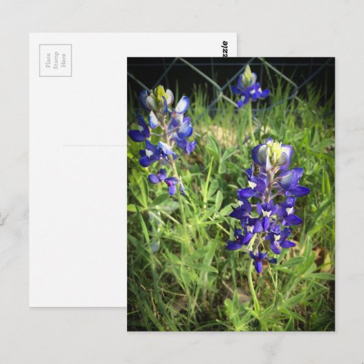 Texas Bluebonnet Postkarte (Vorne/Hinten)