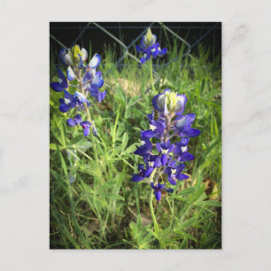 Texas Bluebonnet Postkarte
