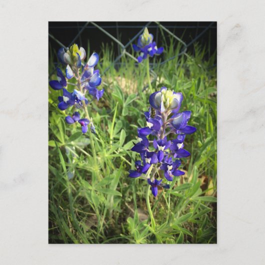 Texas Bluebonnet Postkarte (Vorderseite)