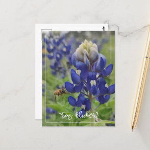 Texas Bluebonnet Postkarte