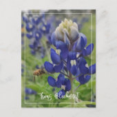 Texas Bluebonnet Postkarte (Vorderseite)