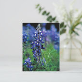 Texas Bluebonnet Postkarte (Stehend Vorderseite)