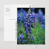 Texas Bluebonnet Postkarte (Vorne/Hinten)