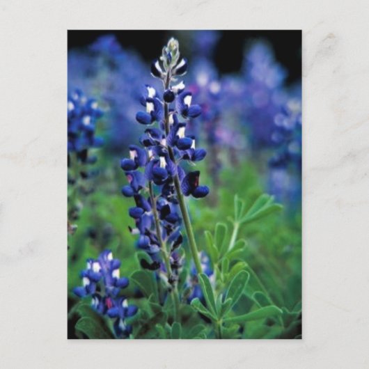 Texas Bluebonnet Postkarte (Vorderseite)