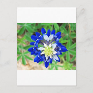 Texas Bluebonnet Top View Postkarte