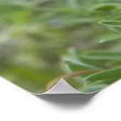 Texas Bluebonnet Wildblume Foto Poster (Ecke)