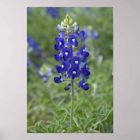 Texas Bluebonnet Wildblume Foto Poster (Vorne)