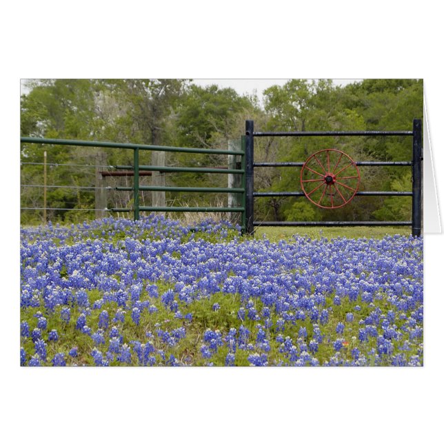Texas Bluebonnets (Vorderseite (Horizontal))