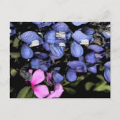 Texas Bluebonnets Closeup Postkarte (Vorderseite)