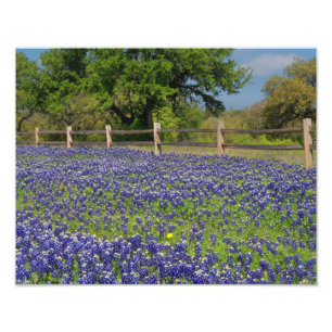 Texas Bluebonnets Country Fotografien drucken Fotodruck