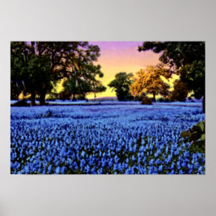 Texas Bluebonnets decken ein Feld bei Sonnenunterg Poster