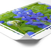 Texas Bluebonnets Digital Watercolor Poster (Ecke)