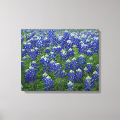 Texas Bluebonnets Feld 2 Stretchierte Canvas Print Leinwanddruck (Vorderseite)