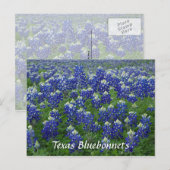 Texas Bluebonnets Field Foto Postkarte (Vorne/Hinten)