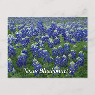 Texas Bluebonnets Field Foto Postkarte