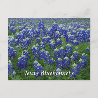 Texas Bluebonnets Field Foto Postkarte