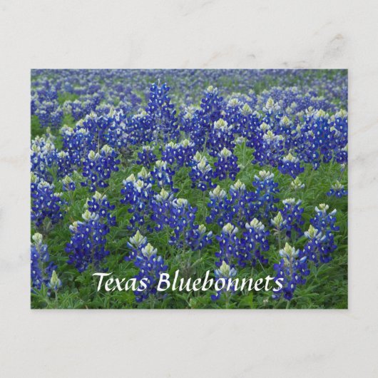 Texas Bluebonnets Field Foto Postkarte (Vorderseite)