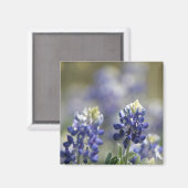 Texas Bluebonnets Fotoserie #7 Magnet (Vorderseite/Rückseite)