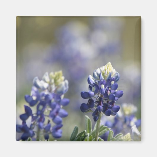 Texas Bluebonnets Fotoserie #7 Magnet (Vorne)