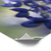 Texas Bluebonnets Fotoserie #7 Poster (Ecke)