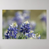 Texas Bluebonnets Fotoserie #7 Poster (Vorne)