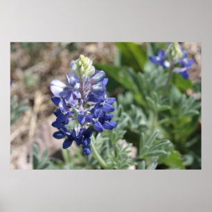 Texas Bluebonnets Fotoserie #8 Poster
