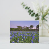 Texas Bluebonnets in Bloom Postcard Postkarte (Stehend Vorderseite)