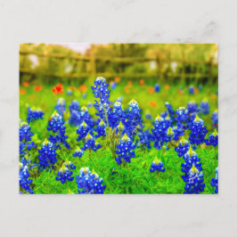 Texas Bluebonnets Indian Paintbrush Floral Postkarte