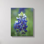 Texas Bluebonnets Leinwanddruck (Vorderseite)