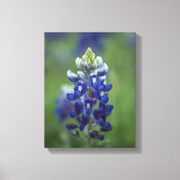 Texas Bluebonnets