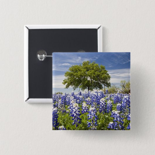 Texas bluebonnets (Lupinus texensis) und Eiche Button (Vorne & Hinten)