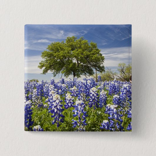 Texas bluebonnets (Lupinus texensis) und Eiche Button (Vorderseite)