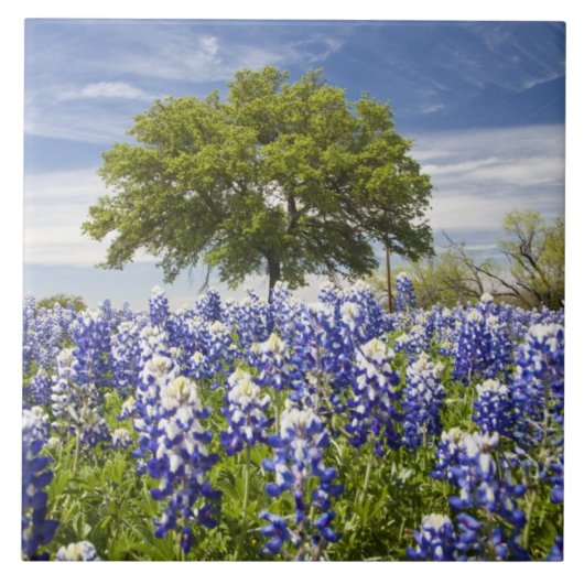 Texas bluebonnets (Lupinus texensis) und Eiche Fliese (Vorderseite)