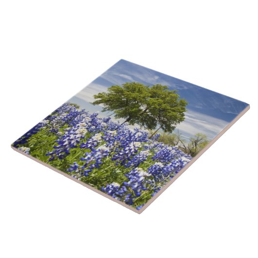 Texas bluebonnets (Lupinus texensis) und Eiche Fliese (Seite)