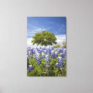Texas bluebonnets (Lupinus texensis) und Eiche Leinwanddruck