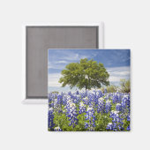 Texas bluebonnets (Lupinus texensis) und Eiche Magnet (Vorderseite/Rückseite)