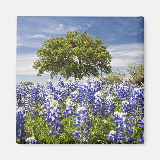 Texas bluebonnets (Lupinus texensis) und Eiche Magnet (Vorne)