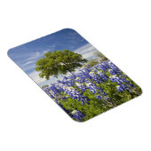 Texas bluebonnets (Lupinus texensis) und Eiche Magnet (Rechte Seite)