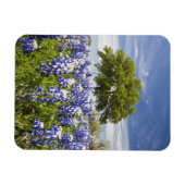 Texas bluebonnets (Lupinus texensis) und Eiche Magnet (Horizontal)
