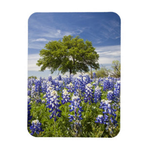 Texas bluebonnets (Lupinus texensis) und Eiche Magnet