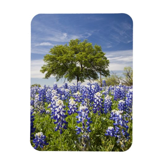 Texas bluebonnets (Lupinus texensis) und Eiche Magnet (Vertikal)