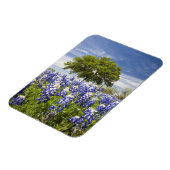 Texas bluebonnets (Lupinus texensis) und Eiche Magnet (Linke Seite)