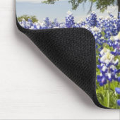 Texas bluebonnets (Lupinus texensis) und Eiche Mousepad (Ecke)