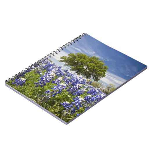 Texas bluebonnets (Lupinus texensis) und Eiche Notizblock (Linke Seite)